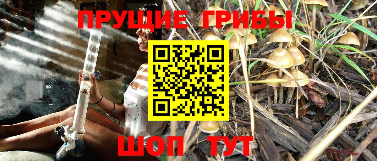 Псилоцибиновые грибы Psilocybe Донецк